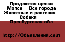 Продаются щенки Мопса. - Все города Животные и растения » Собаки   . Оренбургская обл.